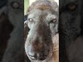 カモノハシモドキいぬう　#犬 #いぬう