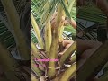 Coconut wine