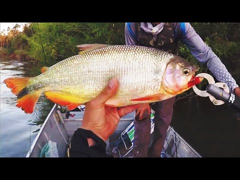 MINHA MAIOR PIRAPUTANGA DO ANO 🎣!!! PESCARIA DE FIM DE TARDE QUE NUNCA DECEPCIONA!! #20