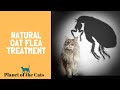 Natural Cat Flea Treatment