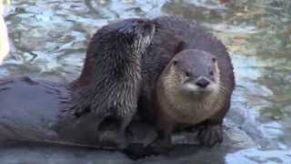 Animal Spotlight:  River Otter