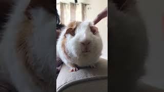 Fluffy Pig ☁️ 🐹