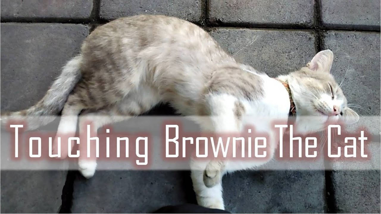 Touching Brownie The Cat YouTube