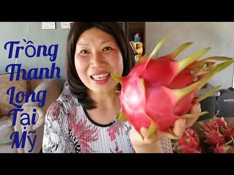 Video Cách trồng thanh long sai trái ở Mỹ - youtube