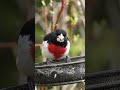 Which bird are you? #mcgillbirdcam #birds #nature