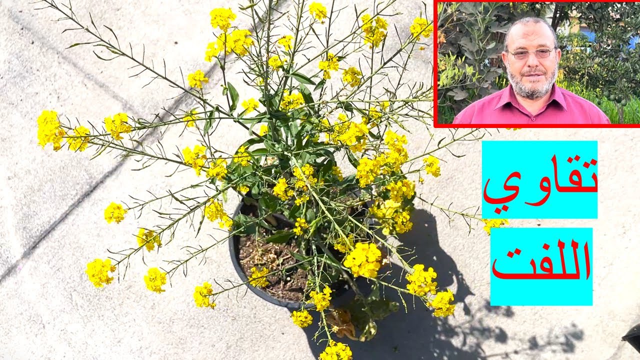 كيف تنتج تقاوي اللفت بنفسك على سطح البيت بدون خبرة؟توقيت الزراعة الصحيح لإنتاج تقاوي اللفت بنجاح