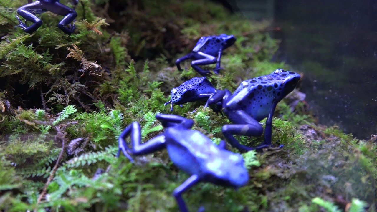 コバルトヤドクガエル Dendrobates azureus 日本最大級の体感型カエル