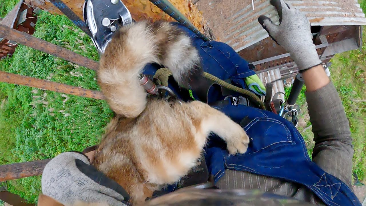 Породистый BARSIK.. с документами