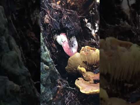 The Sickener | Poisonous Mushroom | Russula emetica