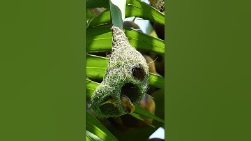 1001 Unbelievable Weaver Bird Build nest  Bird Constructions#viralvideo