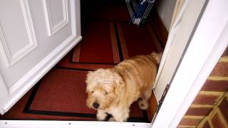 Ted, On A Sunday . Norfolk Terrier.