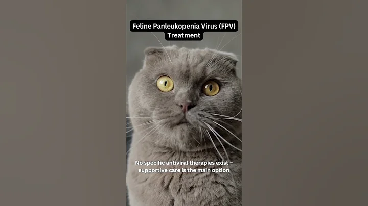 Feline Panleukopenia Virus (FPV) Treatment