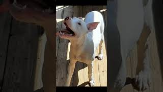 Mountain Man Pitbull Bloodlinerobersons Pitbull Bloodline