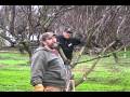 Apricot Pruning