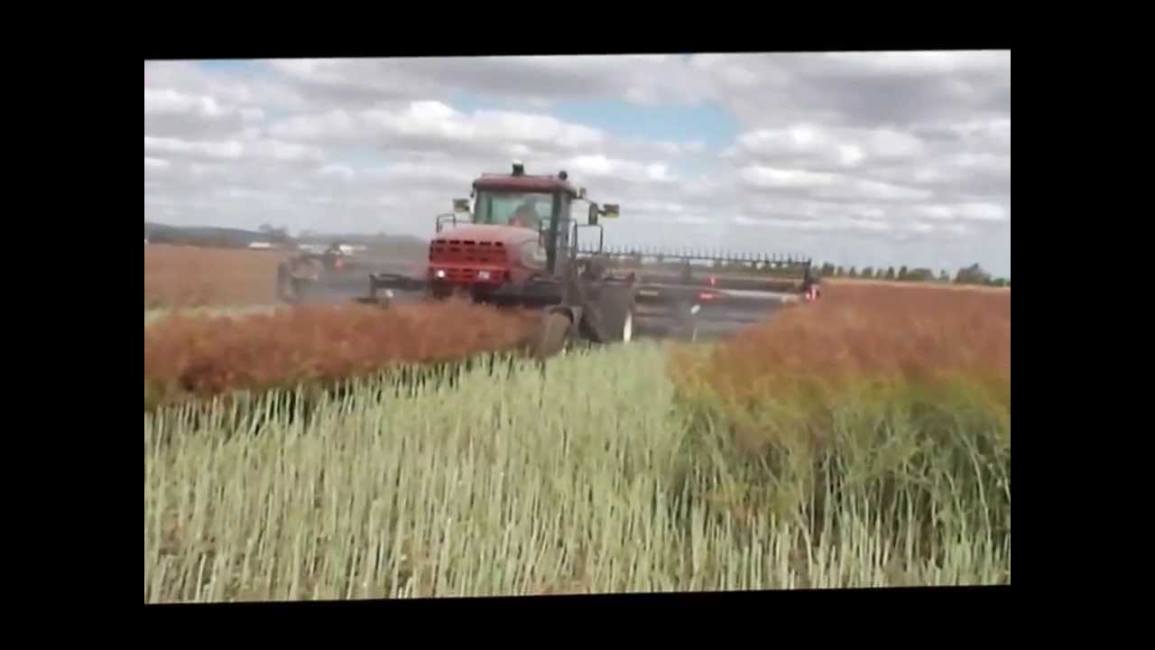 Windrowing Canola | Making long stripes @ max DJI mini 3 windrowing ...