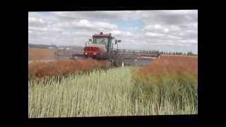 Canola Windrowing - Riverina
