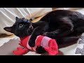 ３歳のお誕生日！大好きなプレゼントで興奮しすぎて変顔連発しちゃう黒猫【保護猫ロコちゃん】