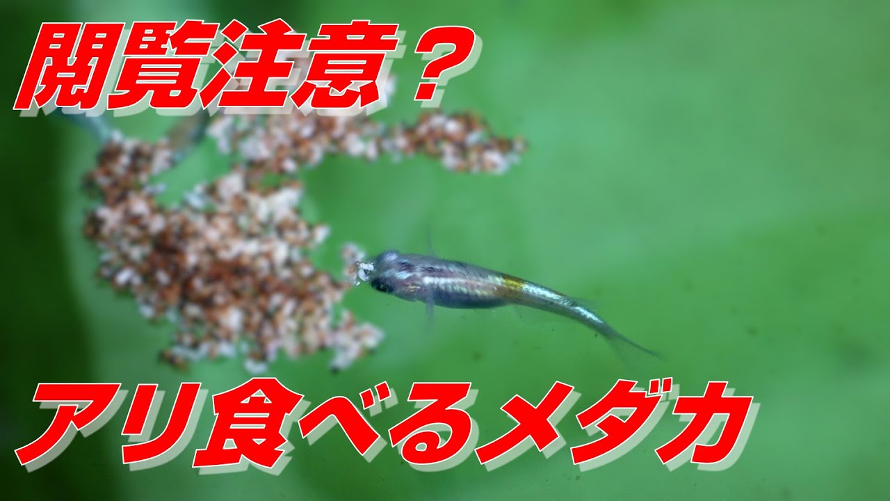 閲覧注意 アリを食べるメダカさん Youtube