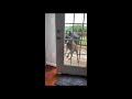 Dog Opens Door On Its Own While Holding Ball In Its Mouth 