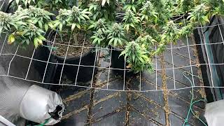 Orange Pit Viper from Harley Grower  week 5 ..... Shes going the distance #bloomplus #organic