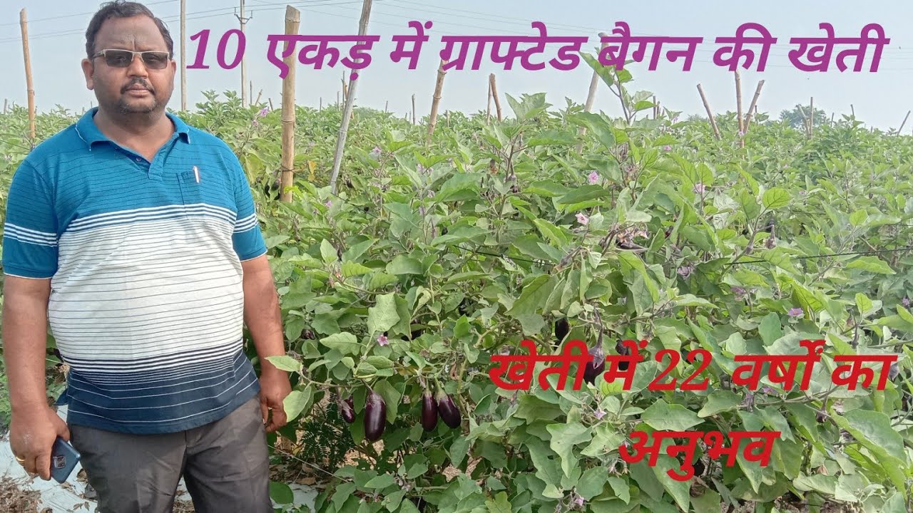 ग्राफ्टेड बैगन की खेती /बैगन की खेती /Brinjal Farming