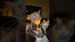 Polite Snack To Camera Oops Juno & Blaire