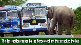 The destruction caused by the fierce elephant that attacked the bus.