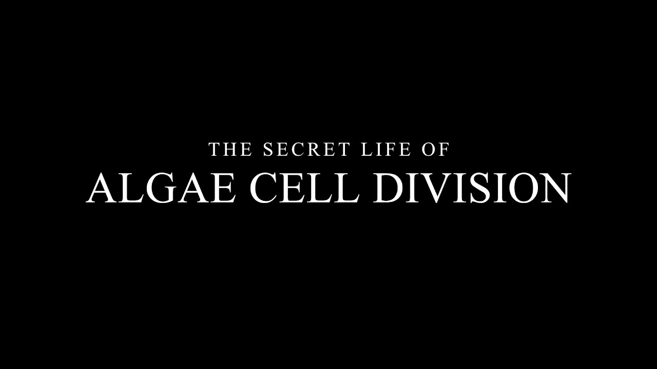Algae Cell Division and Algae Dehydration