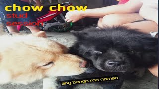 chow chow stud session