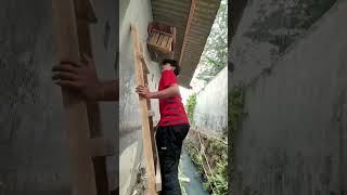 Panen piyik burung merpati nih cuy #merpati #merpatiku #merpatikolong #merpatilovers #merpatibalap