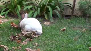Why To Spay/Neuter Your Rabbit