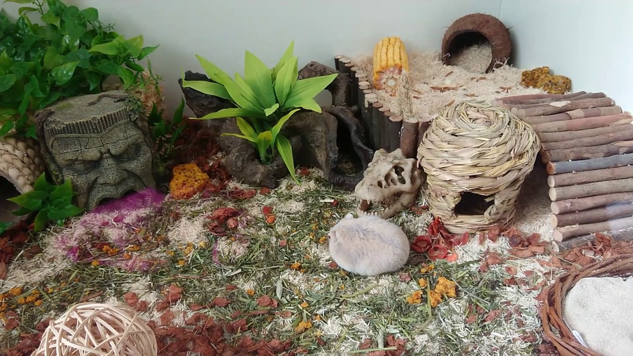 rainforest hamster cage