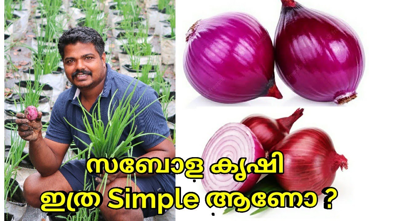 സവോള കൃഷി ഇത്ര Simple ആണോ ?