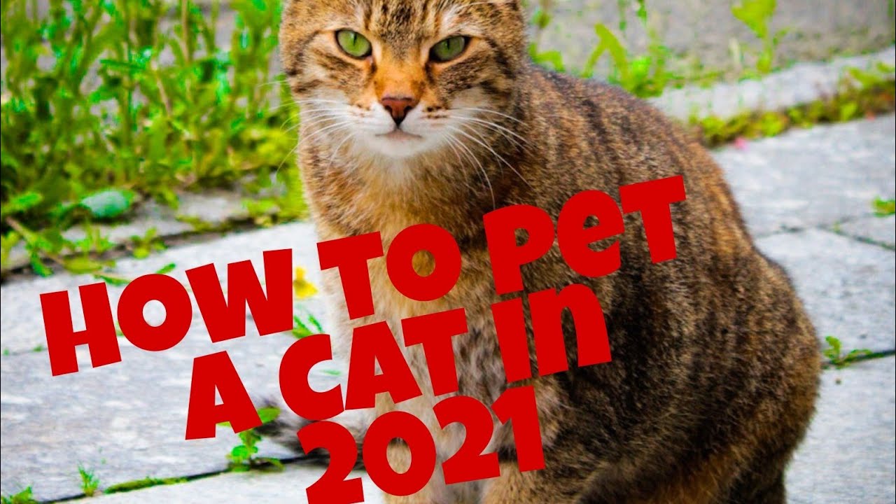 How to pet a cat in 2021 YouTube