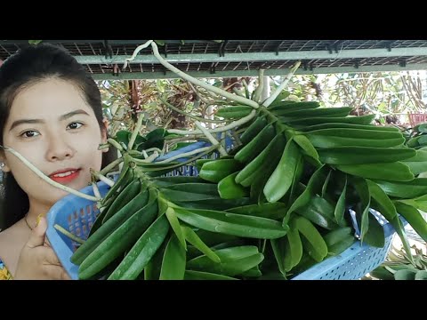 Video Nhạn Rừng Gia Lai Cây Đẹp, Chồn , Trâu Mít... - youtube