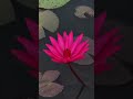 lilies Video