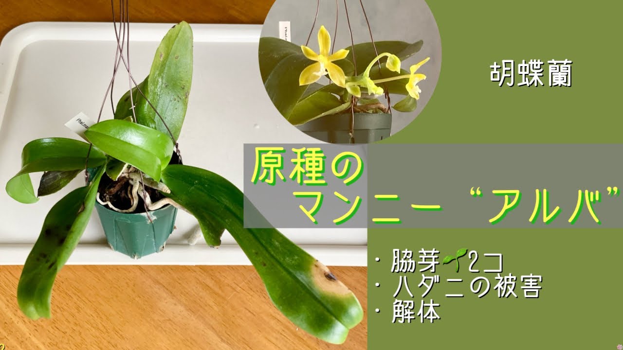 October 23, 2025 Phalaenopsis orchid - original species Manni