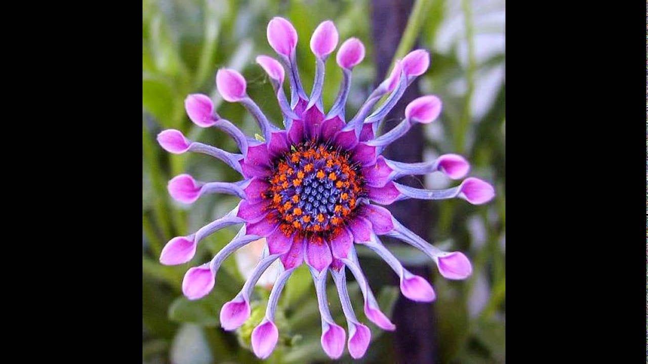 Seldom Seen Flowers YouTube