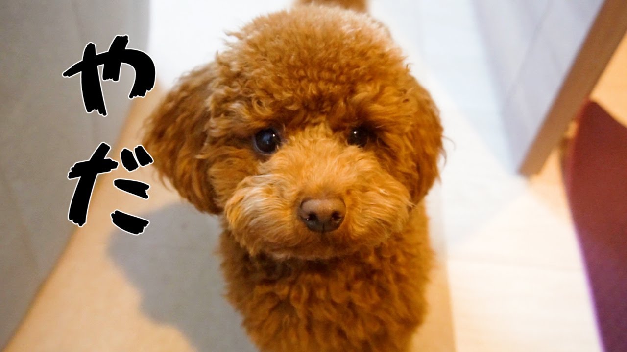 お出掛けかと思ったらお留守番で落ち込む犬が可哀想すぎました トイプードルのビビ Youtube