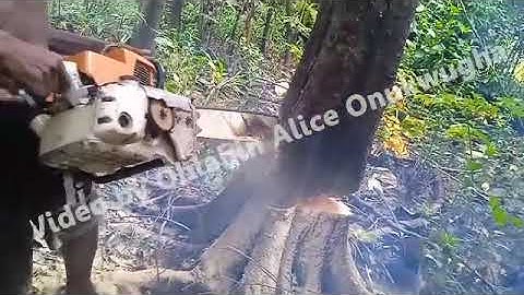 A young Iroko tree being cut down prematurely