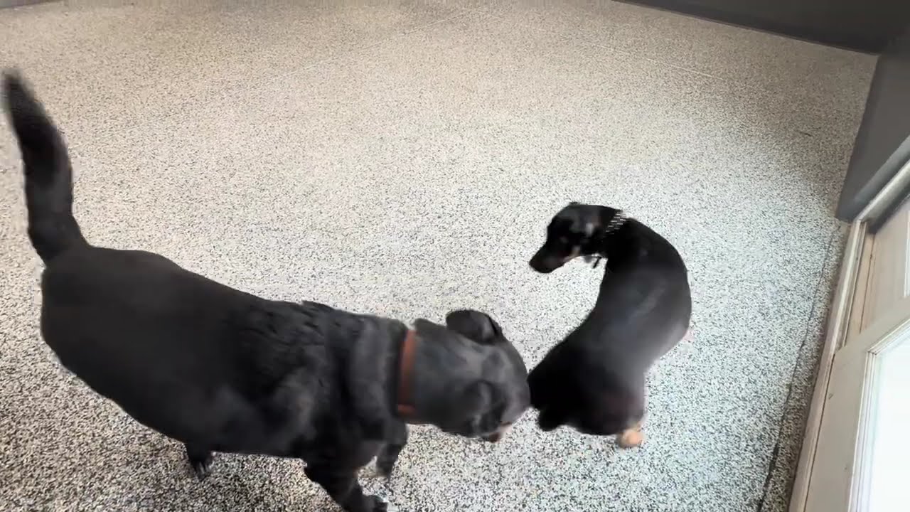 Basil’s First CPC Friend