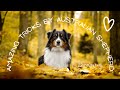 Amazing tricks by Australian shepherd Caprisone