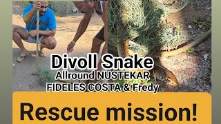 Divoll Snake Rescued By Allround Nustekar Fideles Costa & Fredy Dcosta In Panchwadi