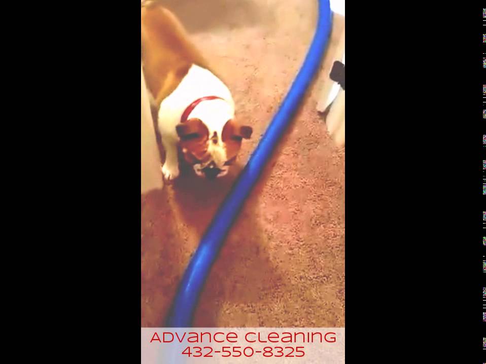 Puppy Power!  -by-  Advance Cleaning