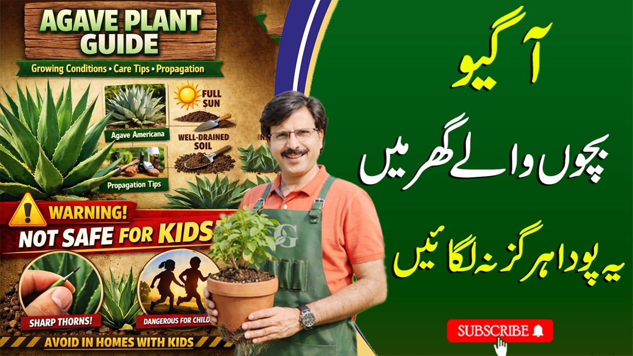 Agave Plant Guide | Growing Conditions, Care Tips, Propagation & Safety  Warning for Homes with Kids