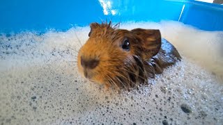 Bath Time For Baby Girls