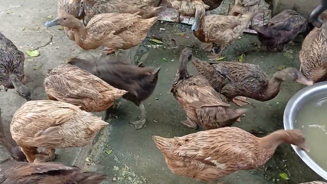 হাঁস পালনের পদ্ধতি, খাকি কেম্বেল হাঁসের খামার,হাঁসের কৃমির ওষুধ, হাসের চুনা পায়খানা, duck Farm #duck