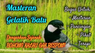 Gelatik Apapun Auto Respon Kalau Dengarkan Ini