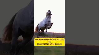 Peygamber Efendimiz ﷺIn Atları Ve Tavsiye Ettiği At Cinsleri. Öy Çiftliği