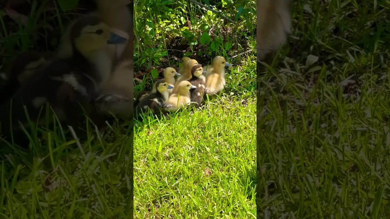 7 Muscovy Ducklings Lost At Epic Pond!
